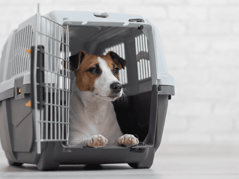 Собака в спеціальній переносці в салоні автобуса