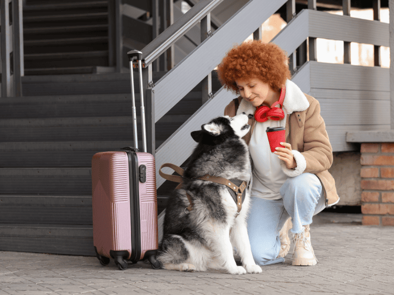 Документи для міжнародного перевезення тварин за кордон